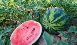 热点吃瓜,吃瓜群众如何解读明星事件